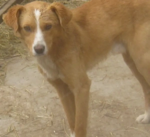 Laurie möchte bei IHNEN sein Glück finden Bild 2