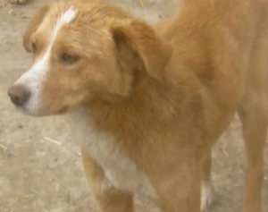 Laurie möchte bei IHNEN sein Glück finden Bild 5