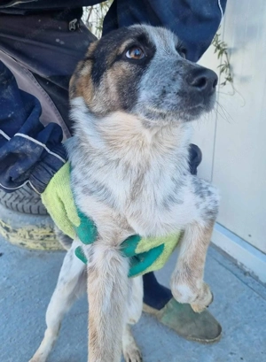 Hawkey - ein verspielter und verschmuster Begleiter Bild 4