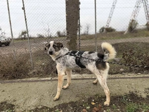 Hawkey - ein verspielter und verschmuster Begleiter Bild 5