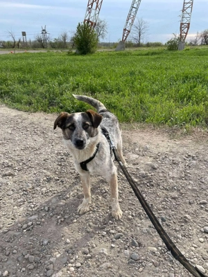 Hawkey - ein verspielter und verschmuster Begleiter Bild 3