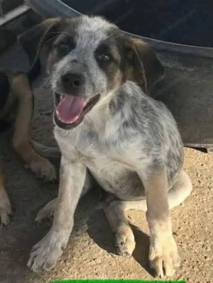 Hawkey - ein verspielter und verschmuster Begleiter Bild 6