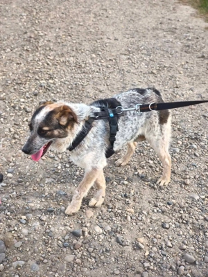 Hawkey - ein verspielter und verschmuster Begleiter Bild 2