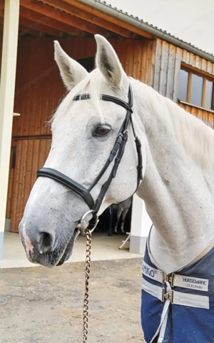 Suche Reitbeteiligung Bild 3