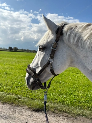 Suche Reitbeteiligung Bild 2