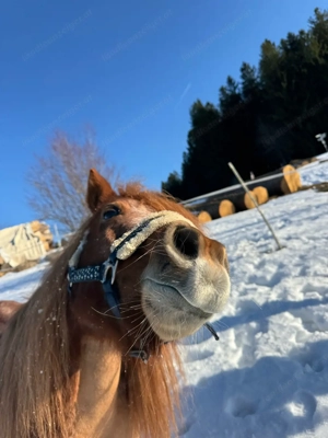 pflege oder Reitbeteiligung gesucht Bild 2