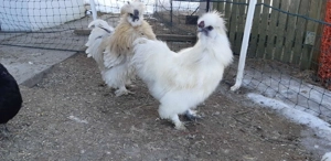 2 Seidenhähne 8 Monate alt Bild 2