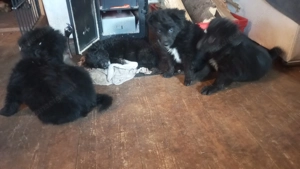 Familien Mischlings Hunde  Bild 3