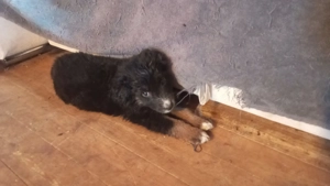 Familien Mischlings Hunde  Bild 2