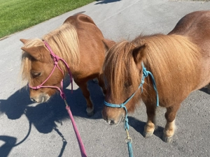 Pflege Reitbeteiligung für Erwachsene mit Kindern Bild 3