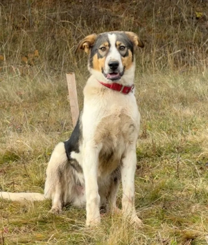 Sinatro wartet sehnsüchtig auf Fixplatz Bild 2