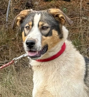 Sinatro wartet sehnsüchtig auf Fixplatz Bild 5