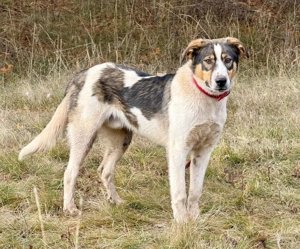 Sinatro wartet sehnsüchtig auf Fixplatz Bild 3