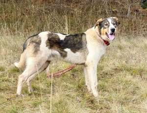 Sinatro wartet sehnsüchtig auf Fixplatz Bild 4