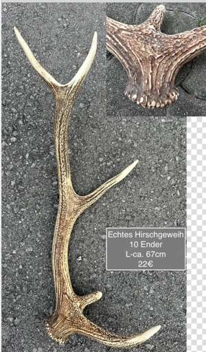 Geweih 10 Ender Reh Hirsch Pilze ab 1,50 Bild 6