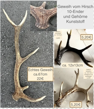 Geweih 10 Ender Reh Hirsch Pilze ab 1,50 Bild 4