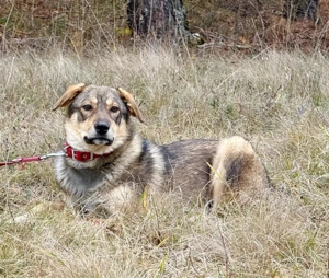 Sossy sucht kuscheliges Plätzchen bei IHNEN Bild 3