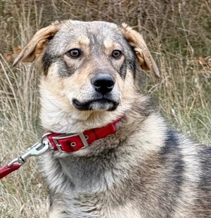 Sossy sucht kuscheliges Plätzchen bei IHNEN Bild 6