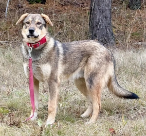 Sossy sucht kuscheliges Plätzchen bei IHNEN Bild 4