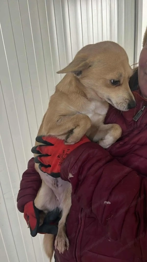 Tula - eine zarte Seele auf der Suche nach Geborgenheit Bild 3