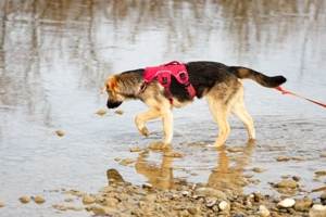 Vitto - ein kleiner Herzensbrecher auf vier Pfoten Bild 2