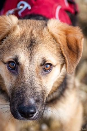 Vitto - ein kleiner Herzensbrecher auf vier Pfoten Bild 7