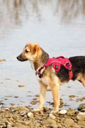 Vitto - ein kleiner Herzensbrecher auf vier Pfoten Bild 9