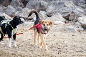 Vitto - ein kleiner Herzensbrecher auf vier Pfoten Bild 5