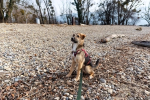 Vitto - ein kleiner Herzensbrecher auf vier Pfoten Bild 8