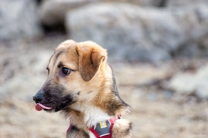 Vitto - ein kleiner Herzensbrecher auf vier Pfoten