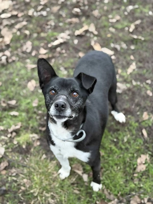 Domino - ein charmanter Sonnenschein sucht sein Für-immer-Zuhause Bild 5