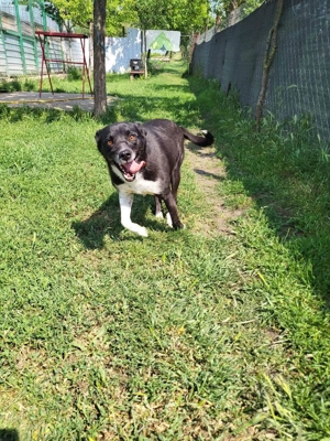 Domino - ein charmanter Sonnenschein sucht sein Für-immer-Zuhause Bild 3