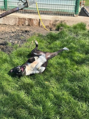 Domino - ein charmanter Sonnenschein sucht sein Für-immer-Zuhause Bild 2