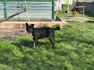 Domino - ein charmanter Sonnenschein sucht sein Für-immer-Zuhause Bild 4