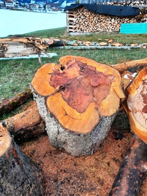 Riesen Birnenbaum Klötze zu verkaufen