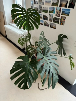 Monstera Deliciosa Pflanze groß Bild 2