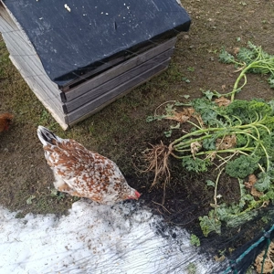 Schwedische Blumenhühner 3 Stück  Bild 3