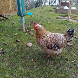 Schwedische Blumenhühner 3 Stück  Bild 2