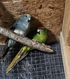 Ziegensittiche Paar Bild 3