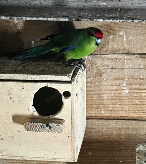 Ziegensittiche Paar Bild 2