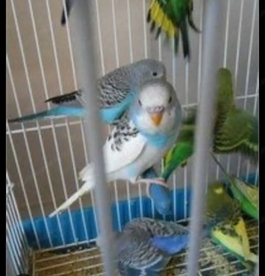 Wellensittiche Zu verkaufen Bild 7