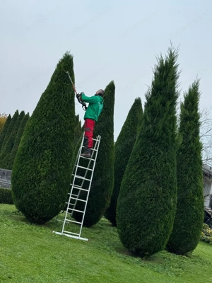 Baumarbeiten jeglicher Art Rückschnitte Fällung Sturmschaden Heckenschnitte rodung  Bild 4