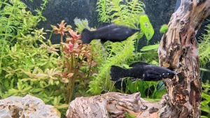 Aquarium Mollys Streifenhechtling  Bild 2