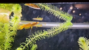 Aquarium Mollys Streifenhechtling 