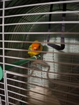 Pfirsichköpchen Bild 2