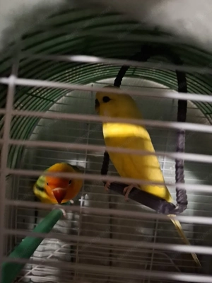 wellensittich Bild 2