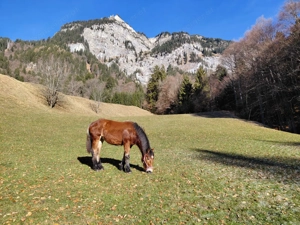 Stutfohlen zu verkaufen Bild 2