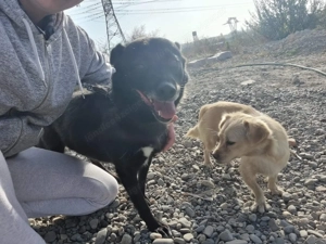 Manila - zurückhaltend, liebevoll und voller Vertrauen Bild 3