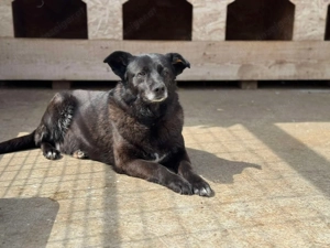 Manila - zurückhaltend, liebevoll und voller Vertrauen Bild 2