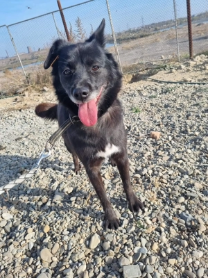 Amelia - zauberhafte Hundedame wartet auf liebevolle Menschen Bild 3